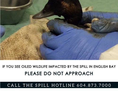 English Bay Oil Spill Update